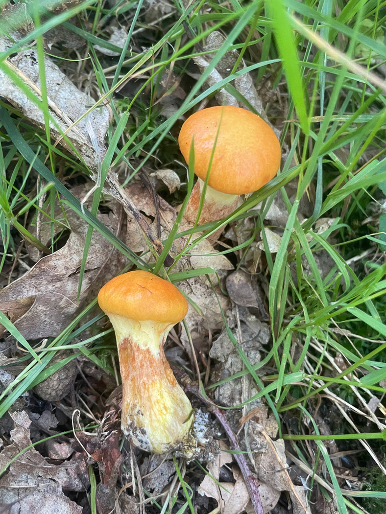 Photo © Sarah Ebdon Suillus grevillei by Sarah Ebdon